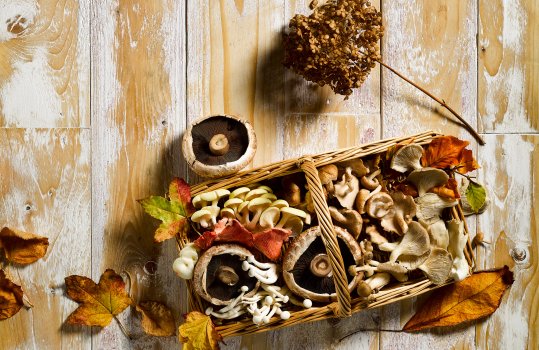 Aerial food photograph of a foragers wicker basket of fresh wild mushrooms, shot on a rustic wooden background with autumnal leaves