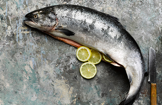 Aerial food photograph of a whole fresh shiny glittering salmon, shot on a grey painted background with lemon slices and a vintage chefs knife