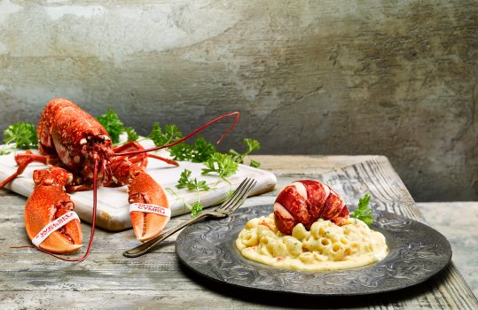 Food photograph of a Welsh lobster mac and cheese, macaroni and lobster claw meat in a thick rich sauce made with Hafod Welsh cheddar, topped with a glistening plump lobster tail and served in a metal dish on a grey background with a whole lobster 