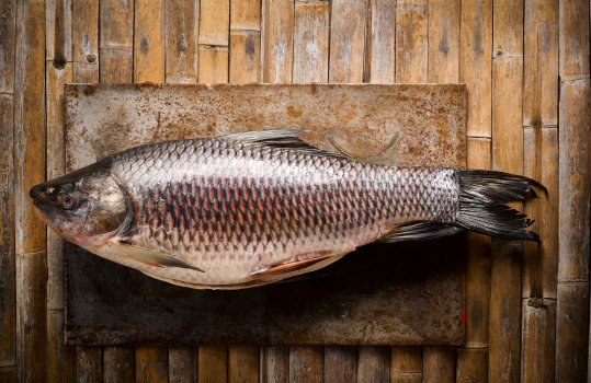 Aerial food photograph of a raw rohu fish, a river fish in the carp family, predominantly found in South Asia